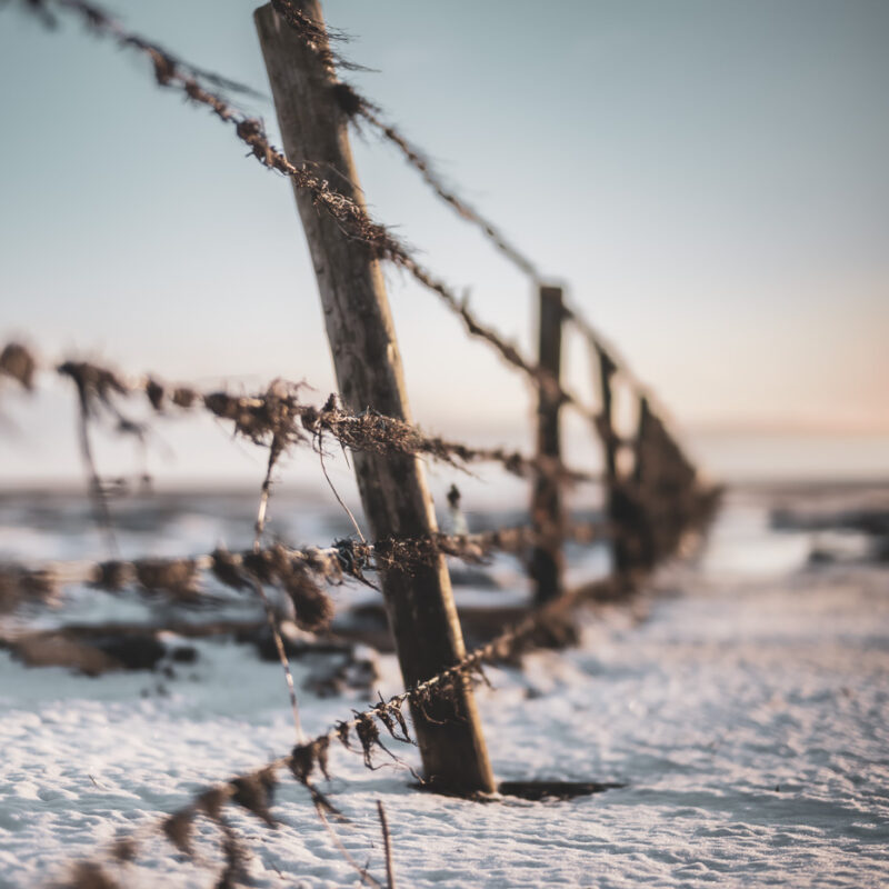 Frozen