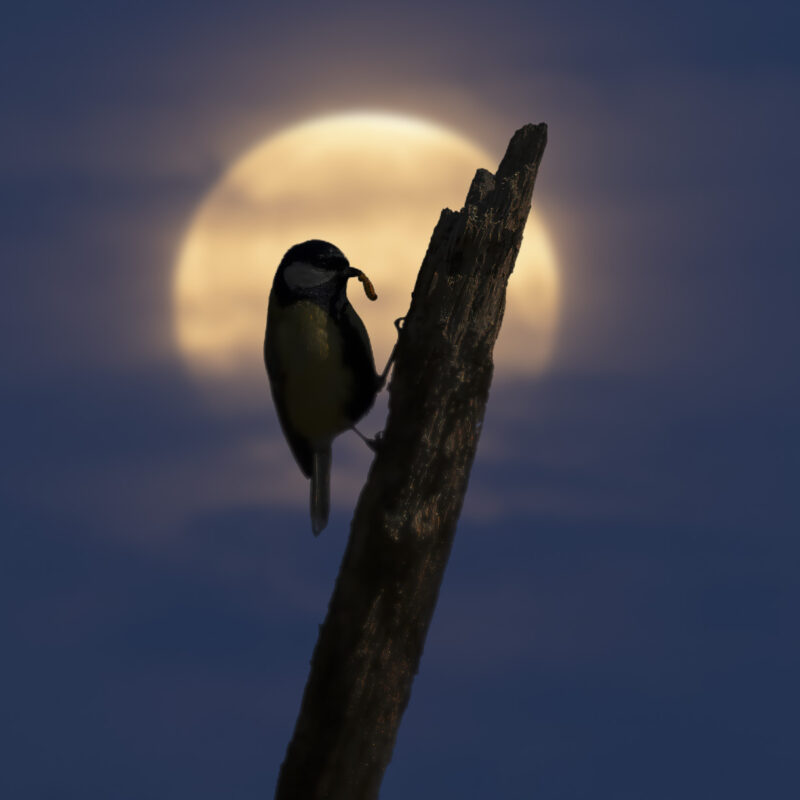 Nachtschmaus