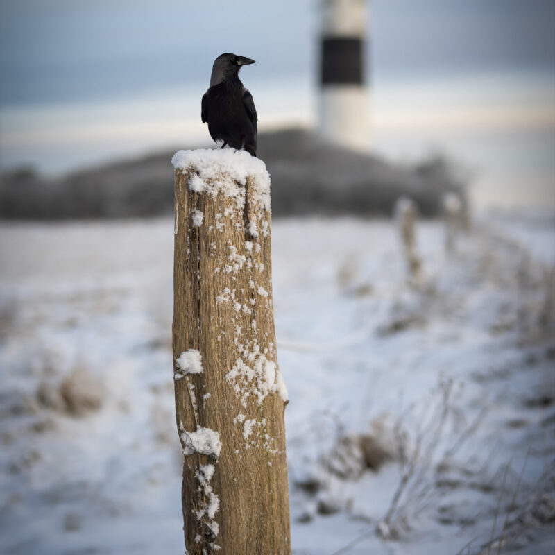 Wächter am Winterturm