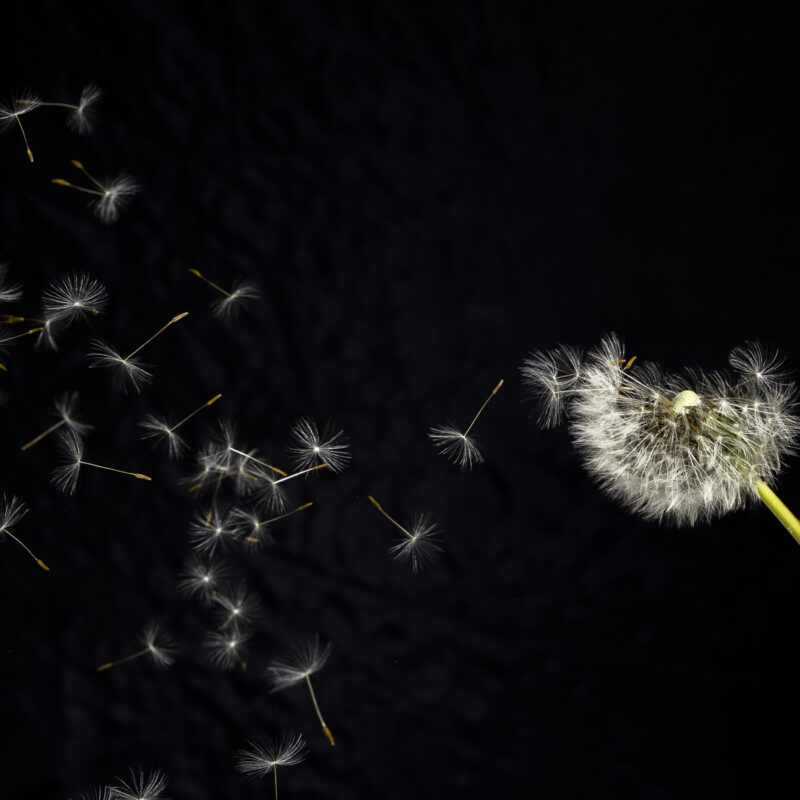 Tanz des Augenblicks